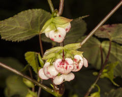 Begonia oaxacana image