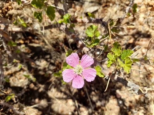 Monsonia marlothii