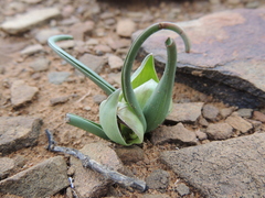 Colchicum volutare