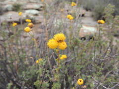 Pentzia quinquefida