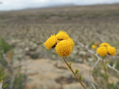 Pentzia quinquefida