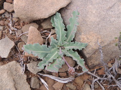 Othonna auriculifolia