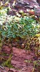 Cladonia apodocarpa