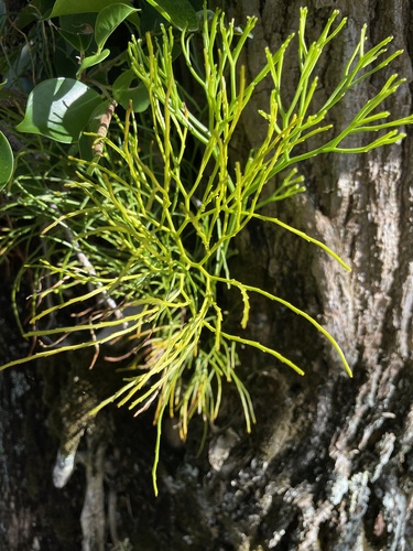 Psilotum nudum observed 2023-03-12