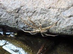 Dolomedes dondalei