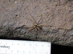 Dolomedes dondalei