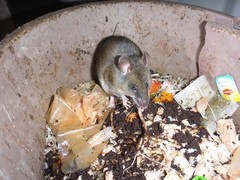 Pallid Delomys photo 3