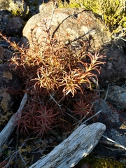 Dracophyllum recurvum