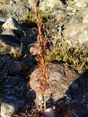 Dracophyllum recurvum