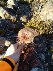 Dracophyllum recurvum