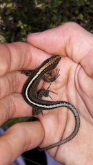 Pholidobolus vertebralis