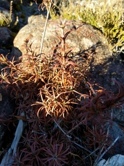 Dracophyllum recurvum