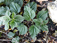 Urtica australis
