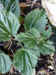 Urtica australis