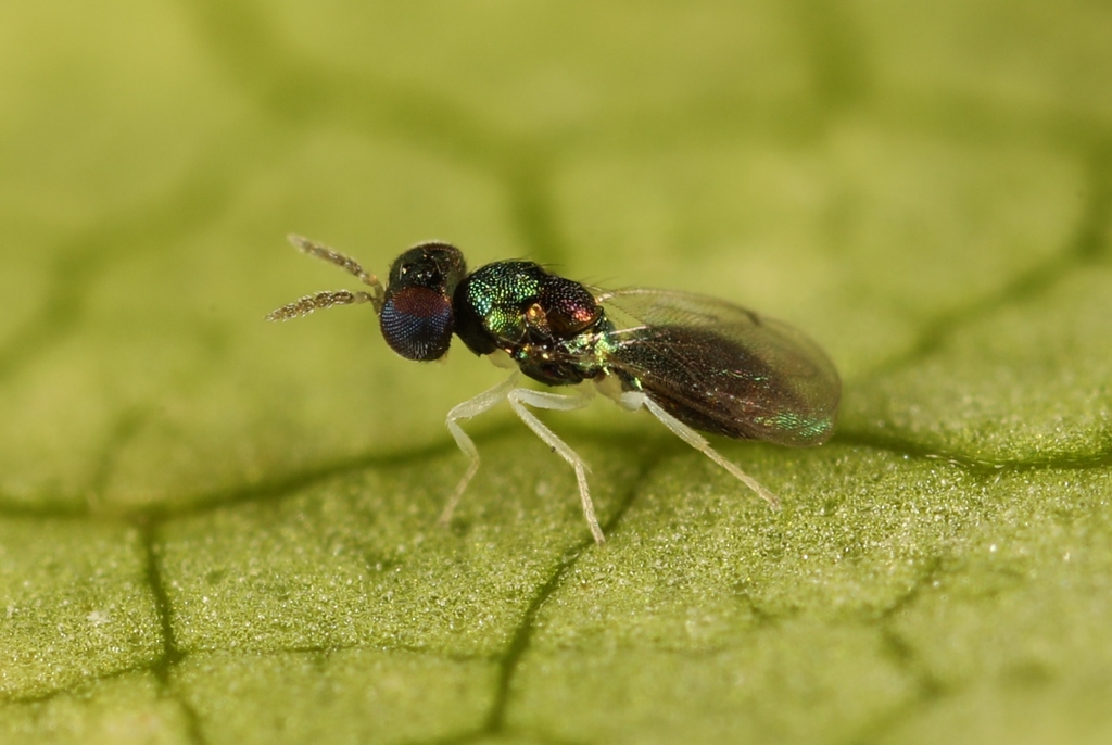 Achrysocharoides