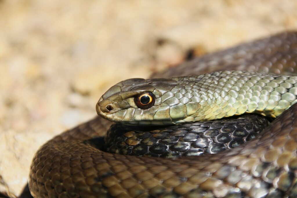 Montpellier Snake
