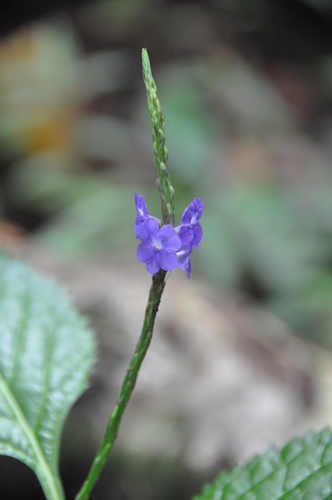 Stachytarpheta urticifolia image