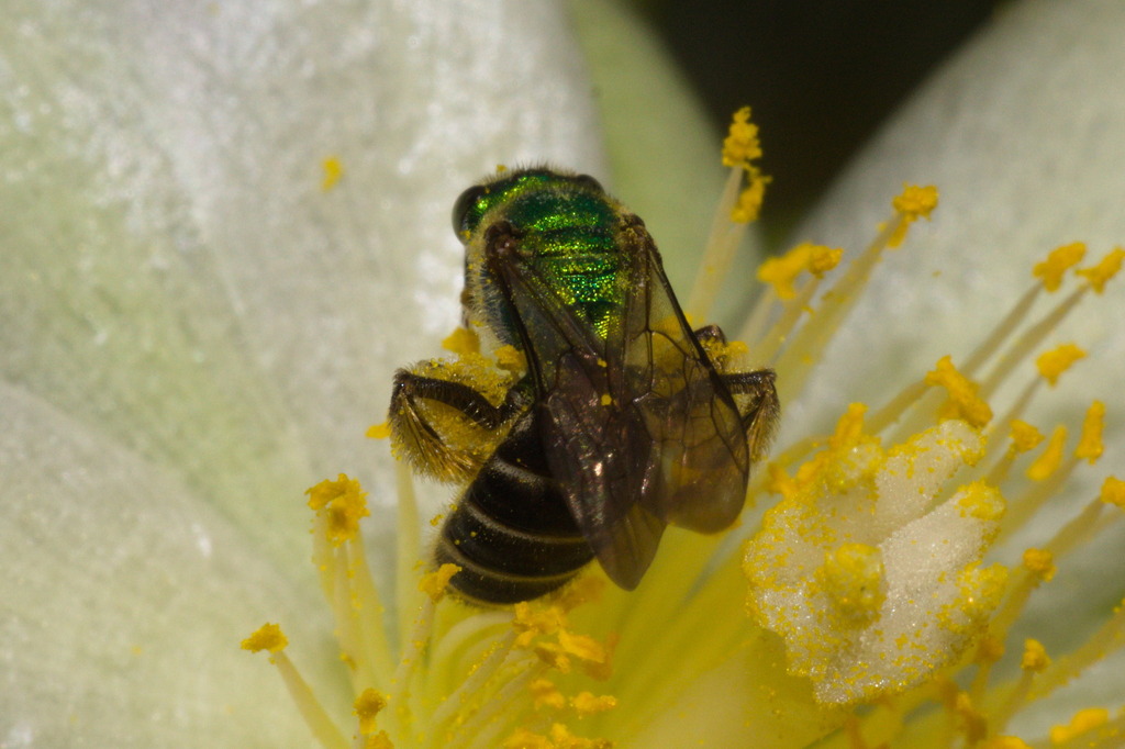 Agapostemon semimelleus
