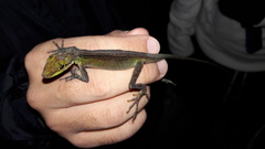 Anolis ventrimaculatus