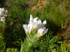 Aspalathus cephalotes cephalotes