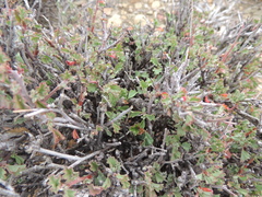 Hermannia desertorum