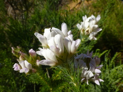 Aspalathus cephalotes cephalotes