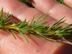 Aspalathus cephalotes cephalotes