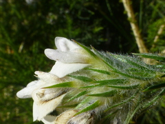 Aspalathus cephalotes cephalotes