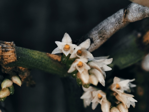 Campylocentrum aromaticum