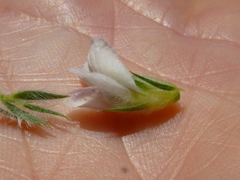 Aspalathus cephalotes cephalotes