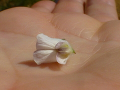 Aspalathus cephalotes cephalotes