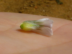 Aspalathus cephalotes cephalotes