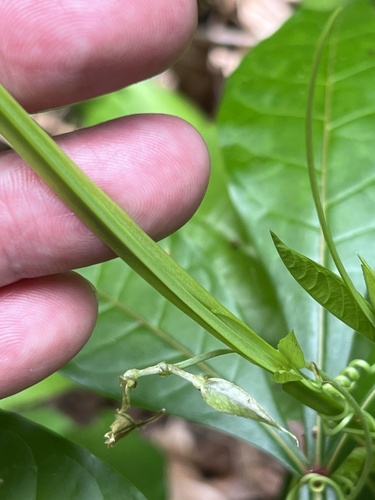 Passiflora quadrangularis
