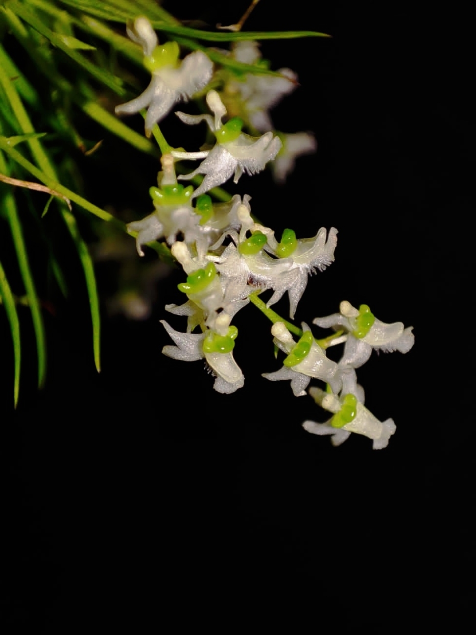 Phymatidium falcifolium