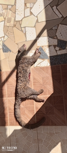 African Palm-civet