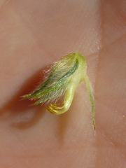 Aspalathus cephalotes cephalotes