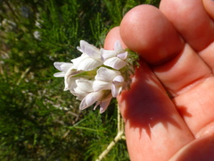 Aspalathus cephalotes cephalotes