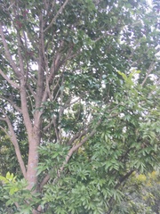 Alectryon excelsus excelsus