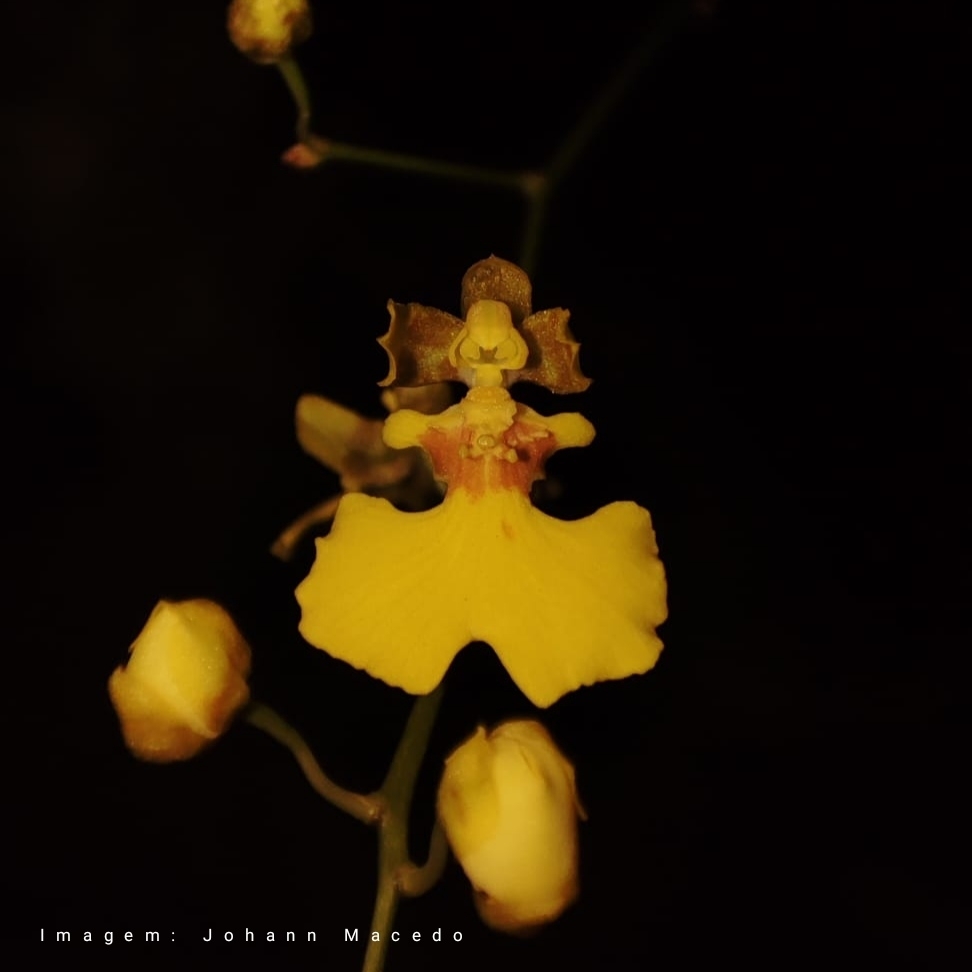 Gomesa flexuosa