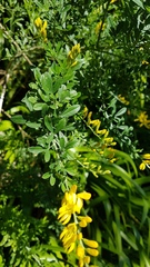 Genista stenopetala