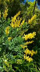 Genista stenopetala