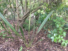 Phormium tenax
