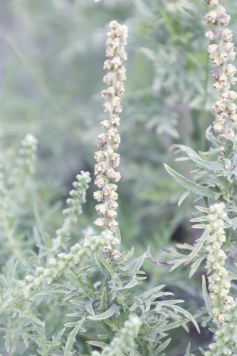 Image of Ambrosia Tenuifolia (Ambrosia tenuifolia) by (c) Tony Rebelo, some rights reserved (CC BY-SA)