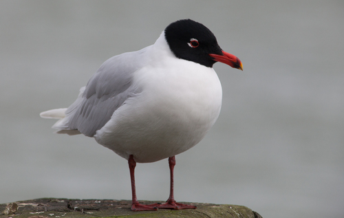 Mediterranean Gull