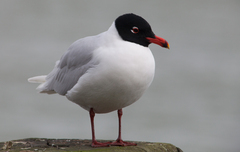Mediterranean Gull photo 2