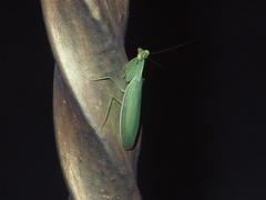 Tropidomantis gressitti
