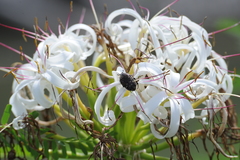 Protaetia orientalis sakaii