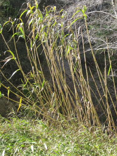 Giant Reed (Invasive Exotic Plants of North Carolina) · iNaturalist