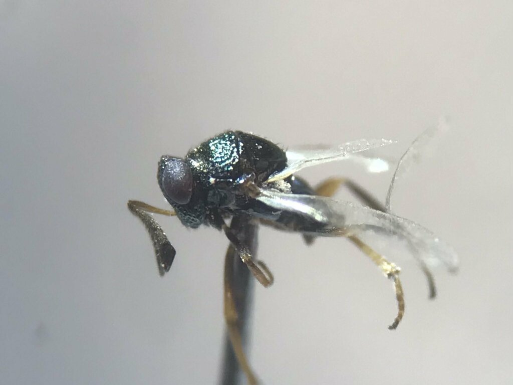 Echthroplexis puncticollis