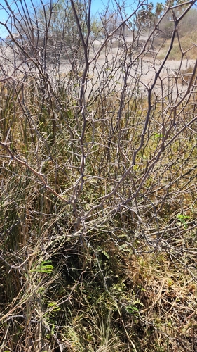 Image of Neltuma articulata by no rights reserved